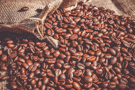 Jaké existují druhy kávovníku? Arabica, Robusta, Liberica